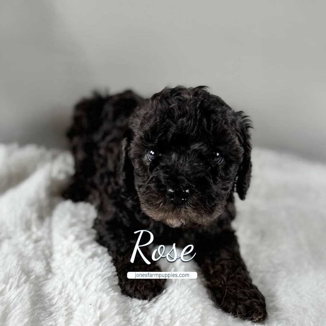 Rose (4) A curly black cavapoo puppy named Rose lies on a white fluffy surface, with green plants in the background and text that reads Rose and jonesfarmpuppies.com above her head.