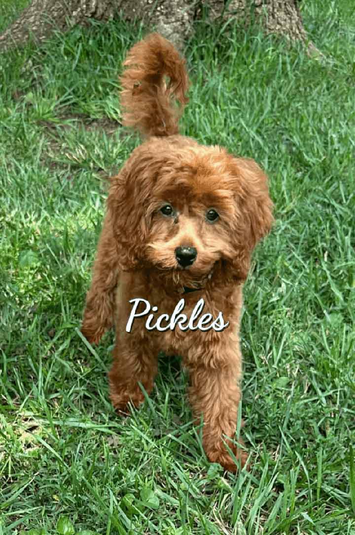pickles