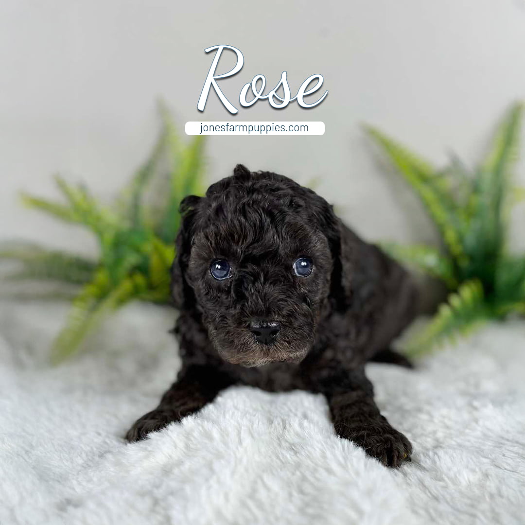 rose (3) A curly black cavapoo puppy named Rose lies on a white fluffy surface, with green plants in the background and text that reads Rose and jonesfarmpuppies.com above her head.