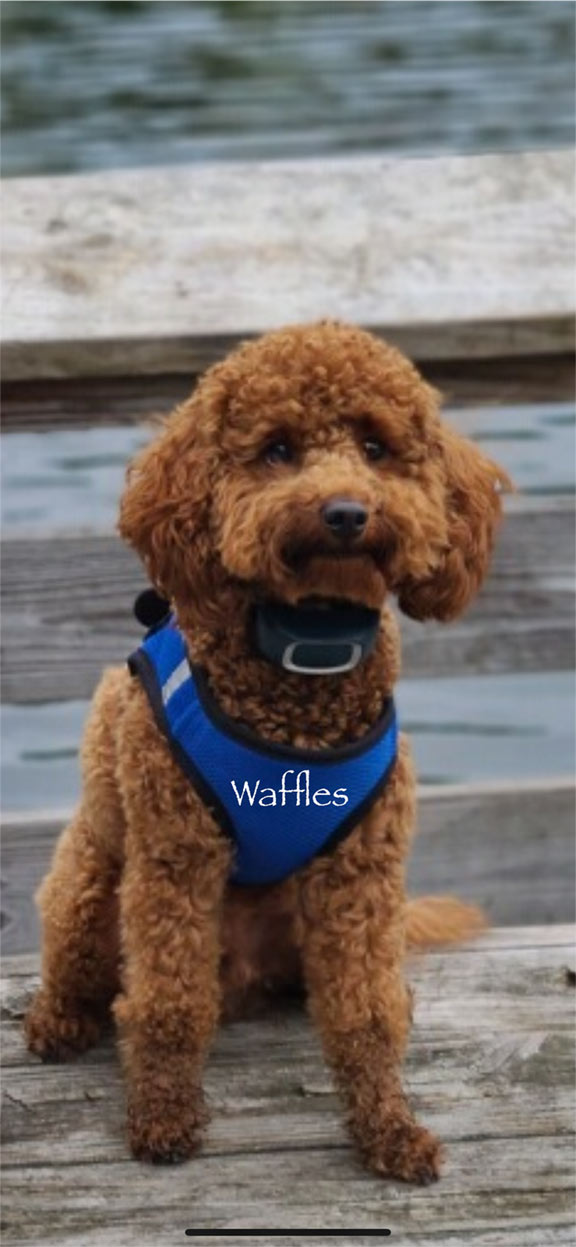 waffles