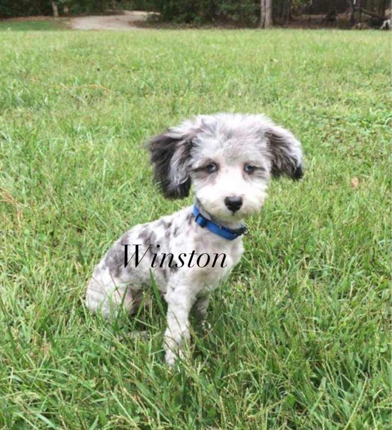 winston