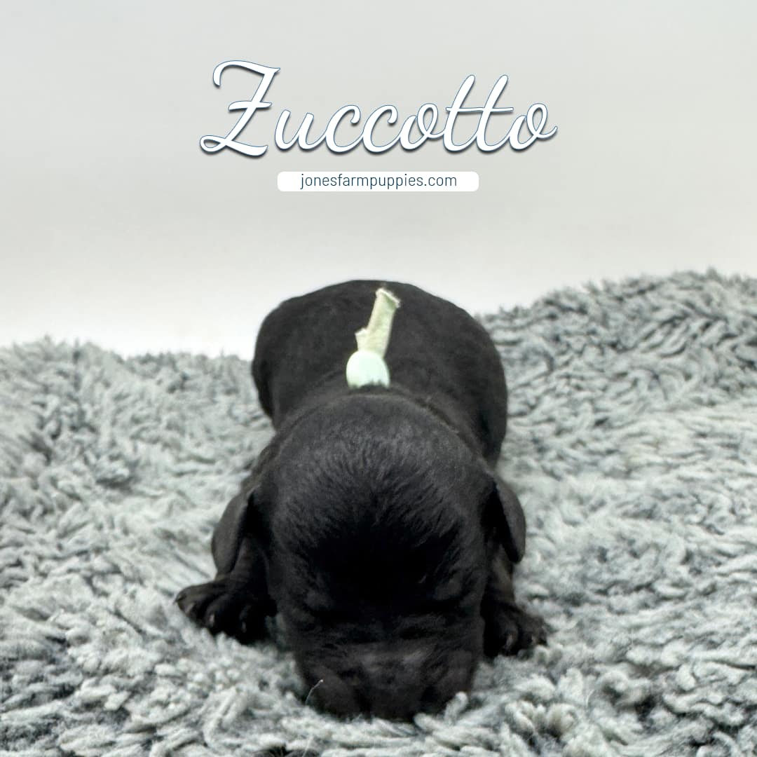 12312 A newborn black cavapoo puppy with a light green collar lies on a fluffy gray rug. The name Zuccotto and jonesfarmpuppies.com appear above the puppy in light blue text.
