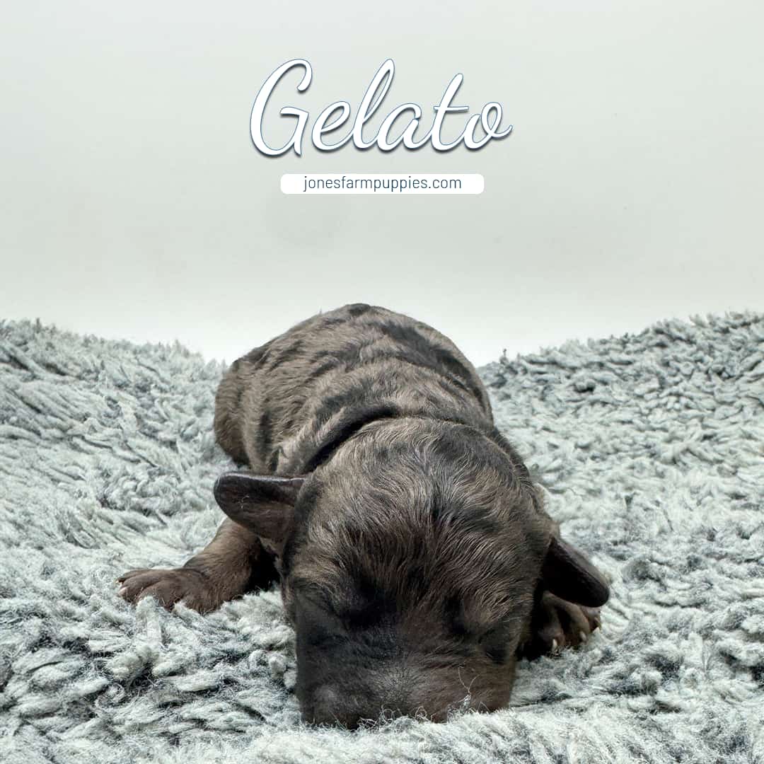 12314 A newborn brown cavapoo puppy named Gelato sleeps on a soft, fluffy gray rug, with Gelato and jonesfarmpuppies.com written above.