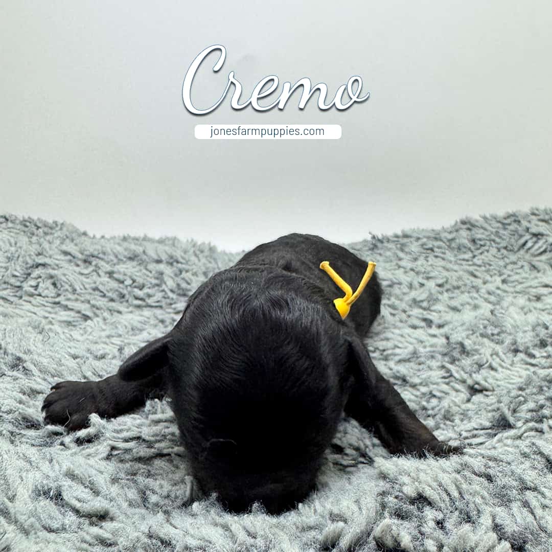 12342 A small black cavapoo puppy with a yellow ribbon collar lies on a fluffy gray rug. The name Cremo and the website jonesfarmpuppies.com appear above the puppy on a plain light background.