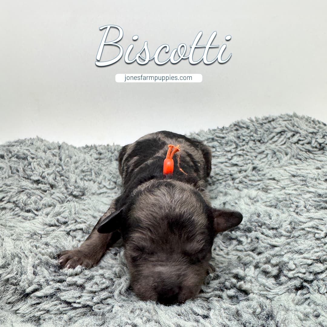 2 A small, gray cavapoo puppy with a tiny orange collar sleeps on a soft, fluffy gray rug. The name Biscotti is written above in large script, with jonesfarmpuppies.com underneath. Perfect for those searching for adorable cavapoo puppies.