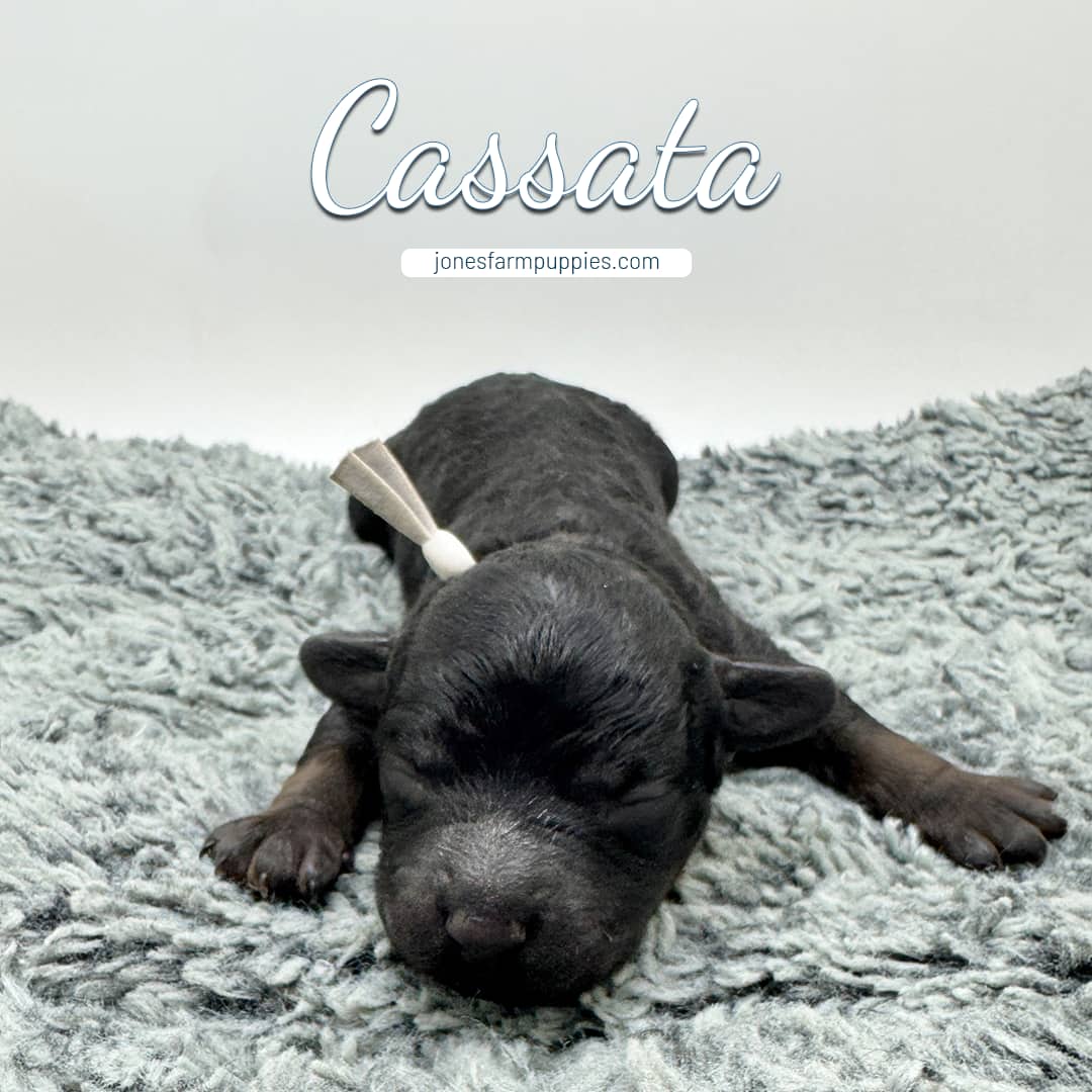 213 A newborn black cavapoo puppy with a light-colored collar lies on a soft, gray textured blanket. The word Cassata appears above, along with the website jonesfarmpuppies.com.