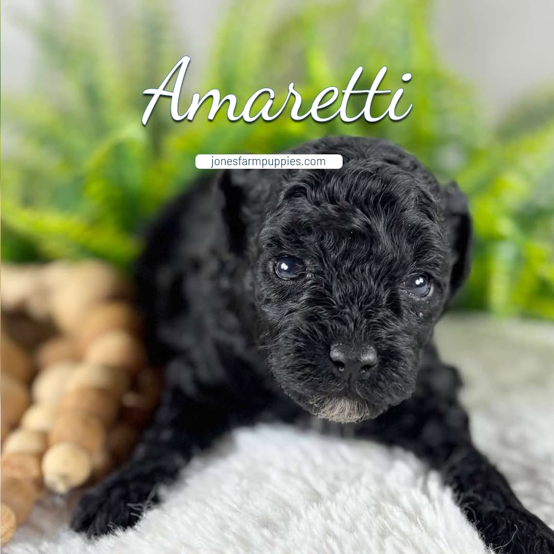 A small black curly-haired cavapoo puppy lies on a soft white surface with green plants in the background. The word Amaretti is written above the puppy, with jonesfarmpuppies.com below the name.