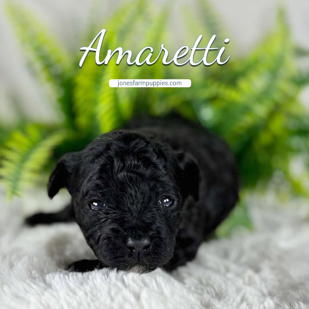 Amaretti A small black cavapoo puppy lies on a soft white surface in front of green fern leaves. The word Amaretti is written above, with jonesfarmpuppies.com below it.