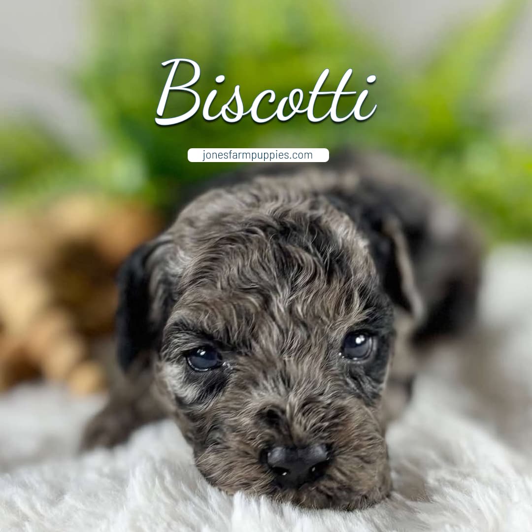 A close-up of a small, curly-haired gray and black cavapoo puppy lying on a fluffy white surface, with the name Biscotti in cursive text above and jonesfarmpuppies.com below, set against a green blurred background.