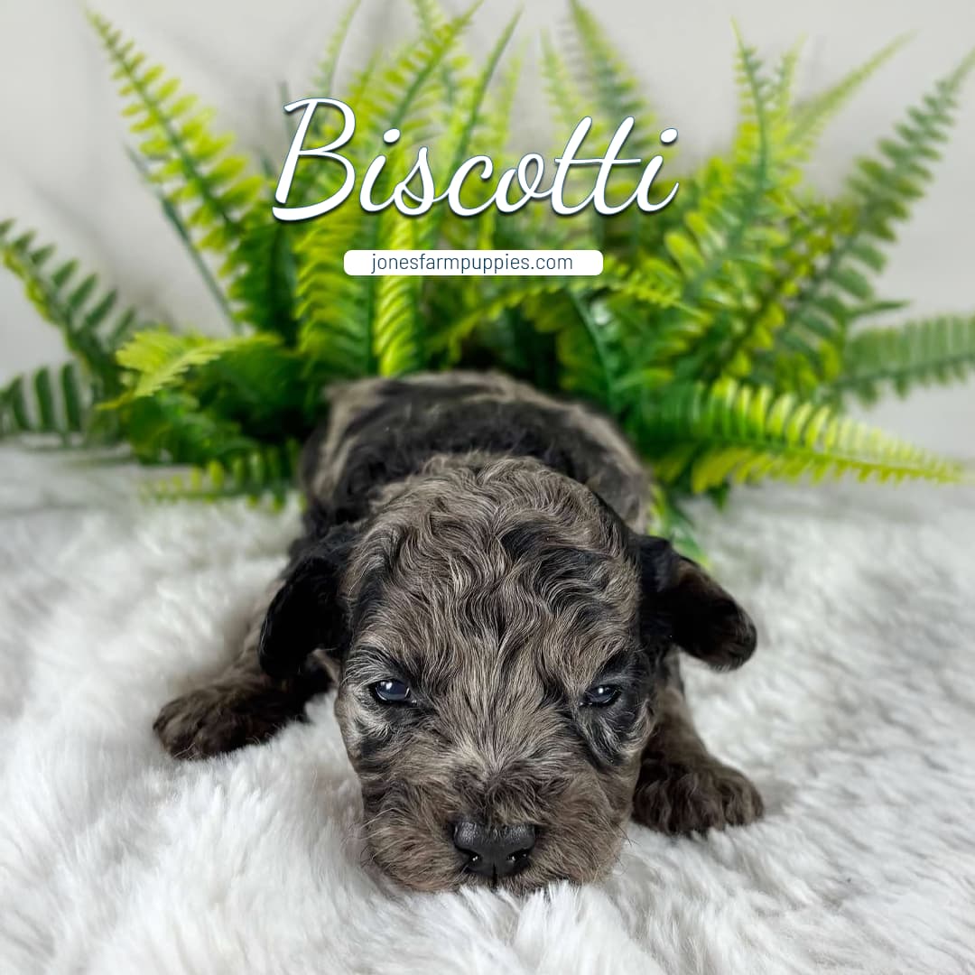 Biscotti A small, curly-haired cavapoo puppy named Biscotti lies on a fluffy white blanket in front of green fern leaves. The text Biscotti is above the puppy, with jonesfarmpuppies.com beneath it.