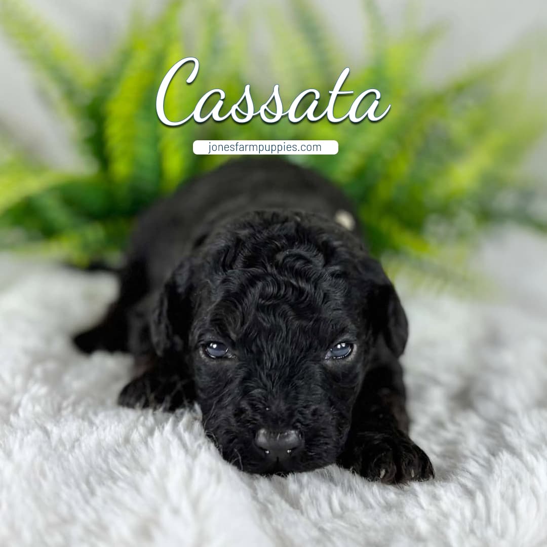 Cassata A small black curly-haired cavapoo puppy lies on a soft white blanket with green plants in the background. The name Cassata appears above the puppy in elegant text, with jonesfarmpuppies.com below it.