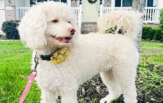 A fluffy white Cavapoo dog with curly fur stands outside on grass, wearing a yellow flower collar and a pink leash—perfect for Cavapoo leash training.