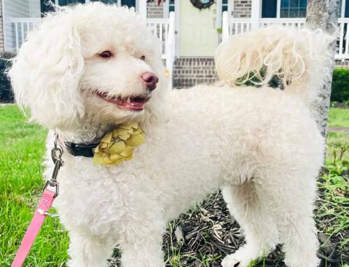 Cavapoo Leash Training: A Gentle Beginner’s Guide