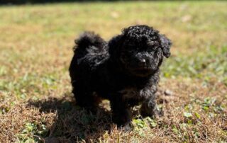 A small black Cavapoo puppy jumps on a grassy patch outdoors, its curly fur highlighted by sunlight as it looks toward the camera.