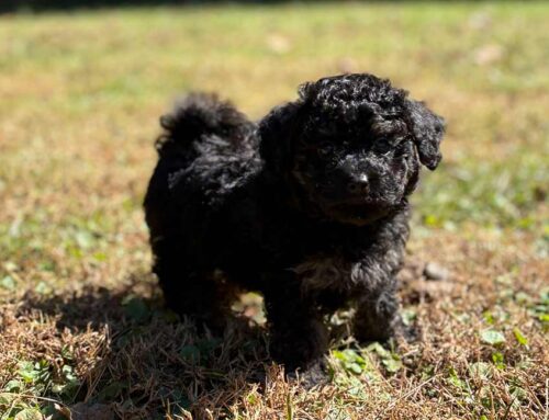 How to Stop Cavapoo Puppy Jumping