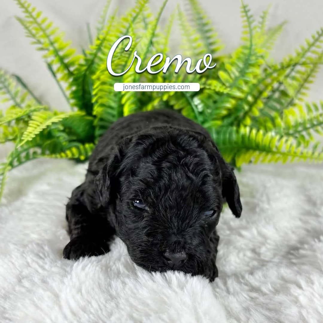 Cremo A small black curly-haired cavapoo puppy lies on a fluffy white blanket with green fern leaves behind it. The word Cremo is written above the puppy, along with the website jonesfarmpuppies.com.