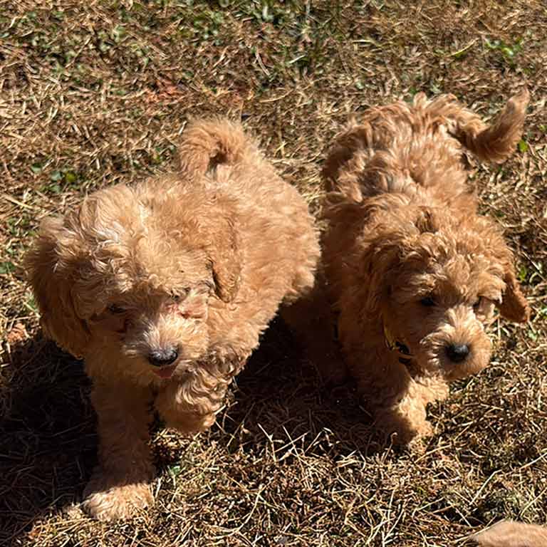 Two fluffy, light brown Cavapoos with curly fur walk side by side on dry grass, bathed in sunlight, their playful dog body language showing excitement and curiosity.