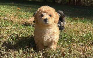 A small, fluffy light brown Cavapoo stands on grass, looking directly at the camera with wide eyes.