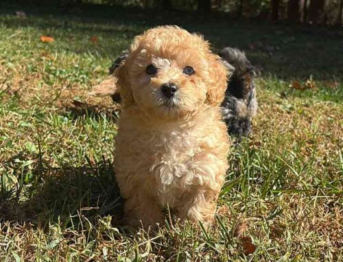 Dog Body Language 101: How to Read Your Dog’s Emotions at Home