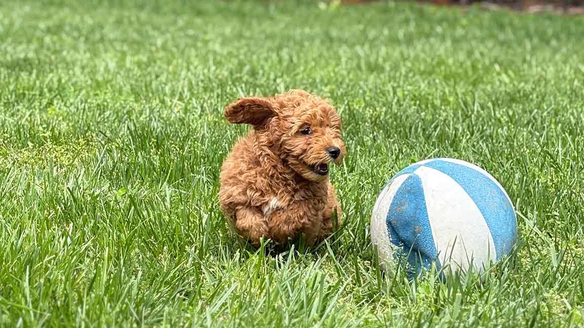 A small, curly-haired brown Cavapoo puppy runs on green grass, chasing a blue and white ball. Its ears flap energetically as it moves toward the ball on a sunny day—always keep dog first aid handy for such playful adventures.