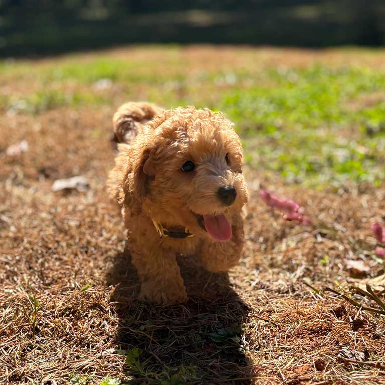 A small, fluffy brown Cavapoo puppy with curly fur walks on dry grass in sunlight, its tongue out and ears perked up. 