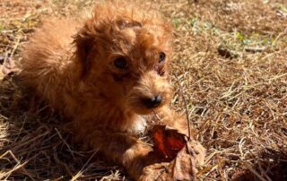A small, fluffy brown Cavapoo puppy lies on dry grass, looking ahead and holding a brown leaf with its paws.