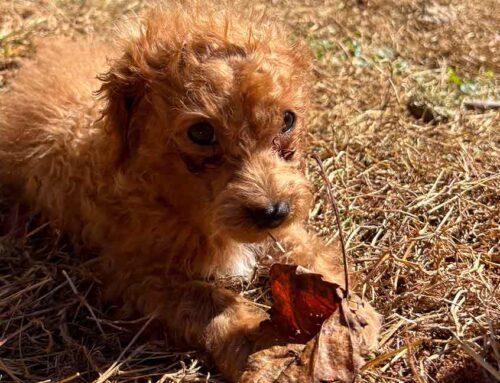 Dog First Aid Basics for Small Breeds like Cavapoos