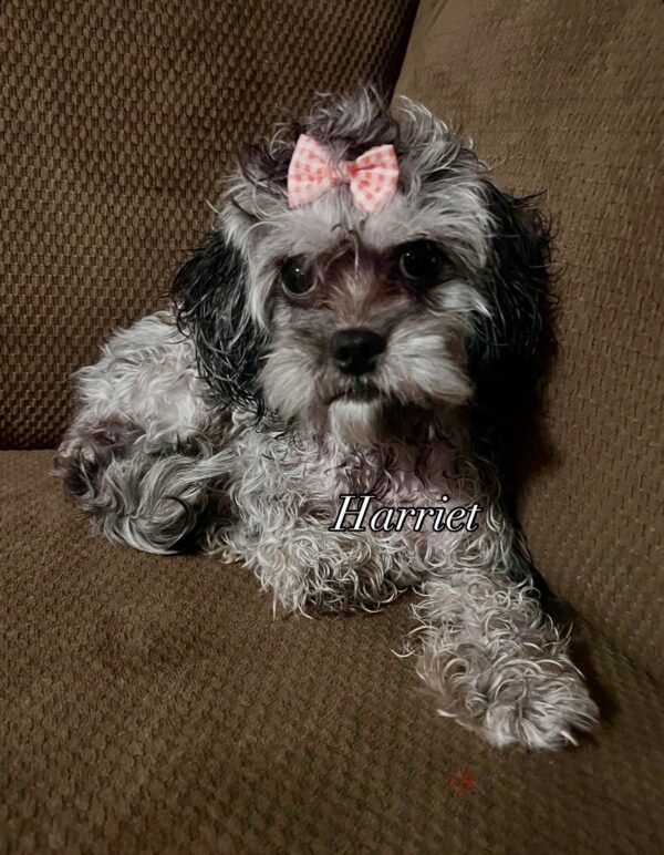 A small, curly-haired black and white dog with a pink bow on its head lies on a brown couch. The name Harriet is labeled over the dog.