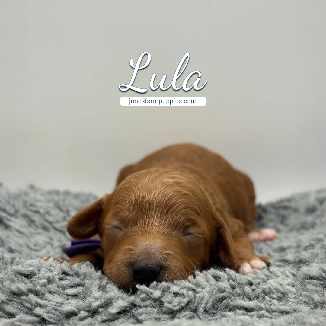 Lula A small brown newborn cavapoo puppy with closed eyes lies on a soft gray blanket. The name Lula and the website jonesfarmpuppies.com are displayed in white text above the puppy.