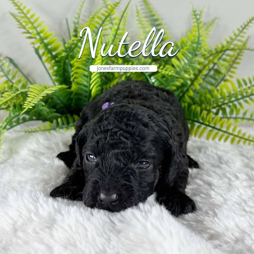 Nutella (1) A small black curly-haired cavapoo puppy named Nutella lies on a soft white blanket with green fern leaves in the background. The puppy looks forward with gentle eyes.