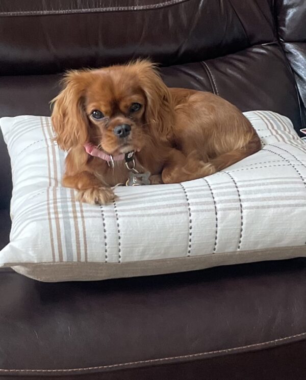 A small brown dog with long ears and a pink collar lies on a white plaid pillow on a dark brown leather couch, looking at the camera.