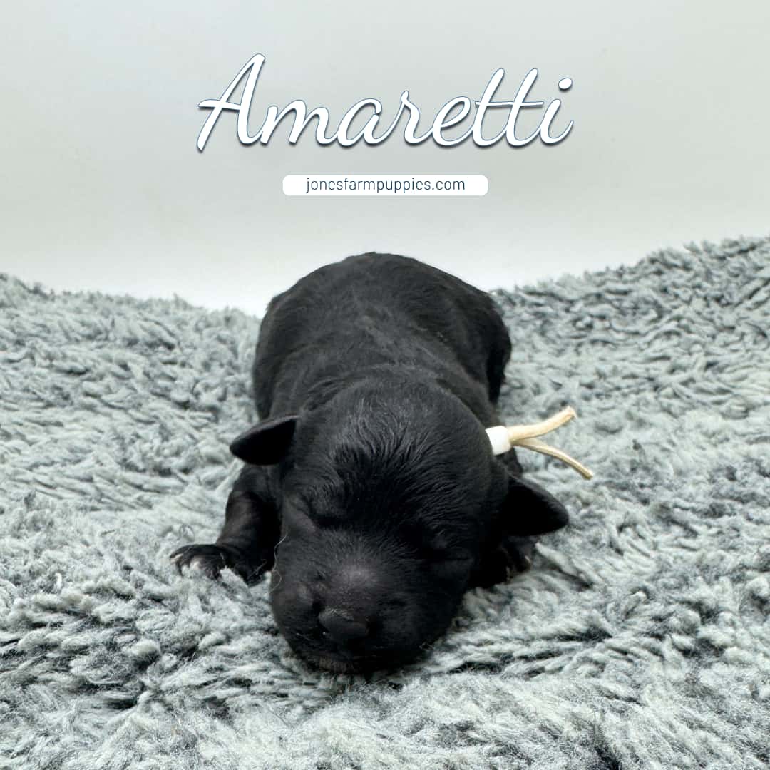 Untitled-4 A small black cavapoo puppy lies on a soft gray blanket, eyes closed. The word Amaretti is written above, with jonesfarmpuppies.com below it.