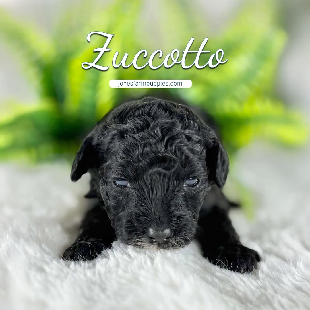 Zuccotto A small black curly-haired cavapoo puppy named Zuccotto lies on a soft white surface with green plants blurred in the background. The text Zuccotto and jonesfarmpuppies.com appear above the adorable puppy.