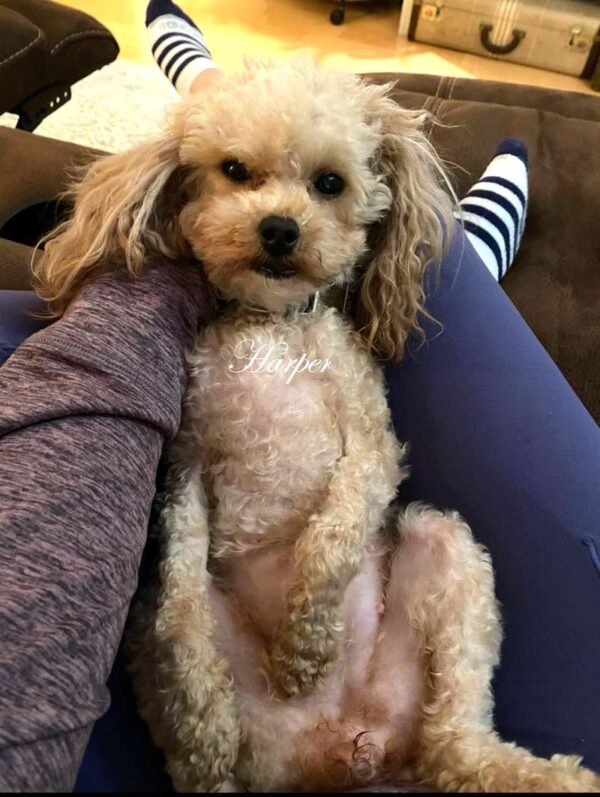 A small, curly-haired dog lies on its back in someones lap, looking relaxed. The person is wearing striped socks and a purple long-sleeve shirt. The dogs name, Harper, is written on the photo.