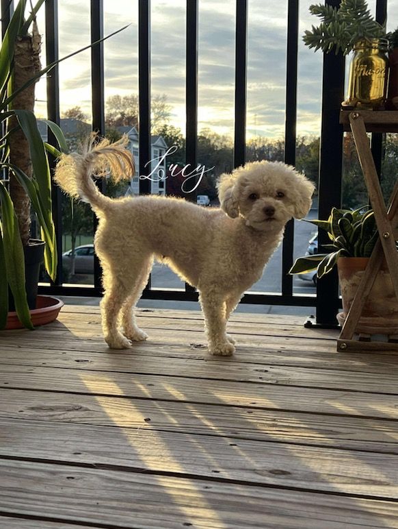 A small, curly-haired white dog stands on a wooden balcony at sunset, surrounded by potted plants. The dogs name, Lucy, appears in cursive near her tail. A parking lot and trees are visible in the background.