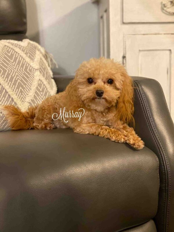 A small, curly-haired tan dog lies on a gray leather couch next to a patterned cushion. The word Murray is written near the dog in cursive text.