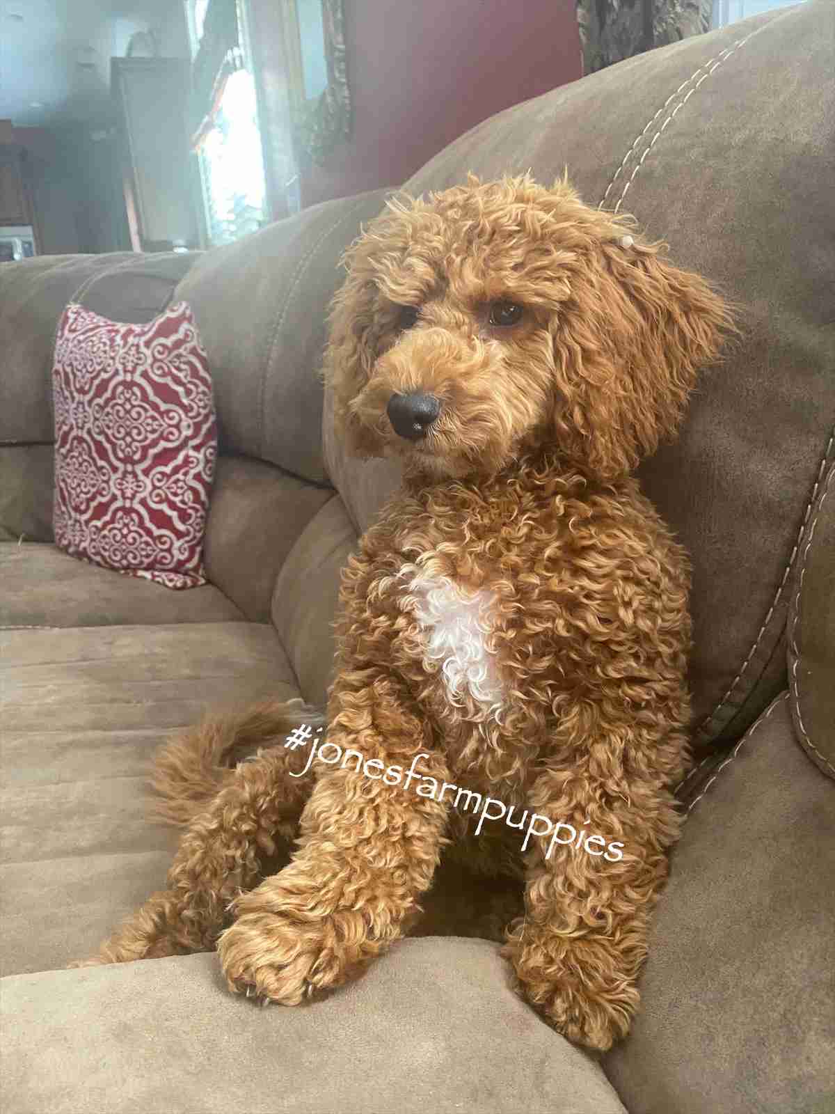 A curly-haired brown dog with a white patch on its chest sits upright on a beige couch next to a red and white patterned pillow. The text #jonesfarmpuppies is written across the image.