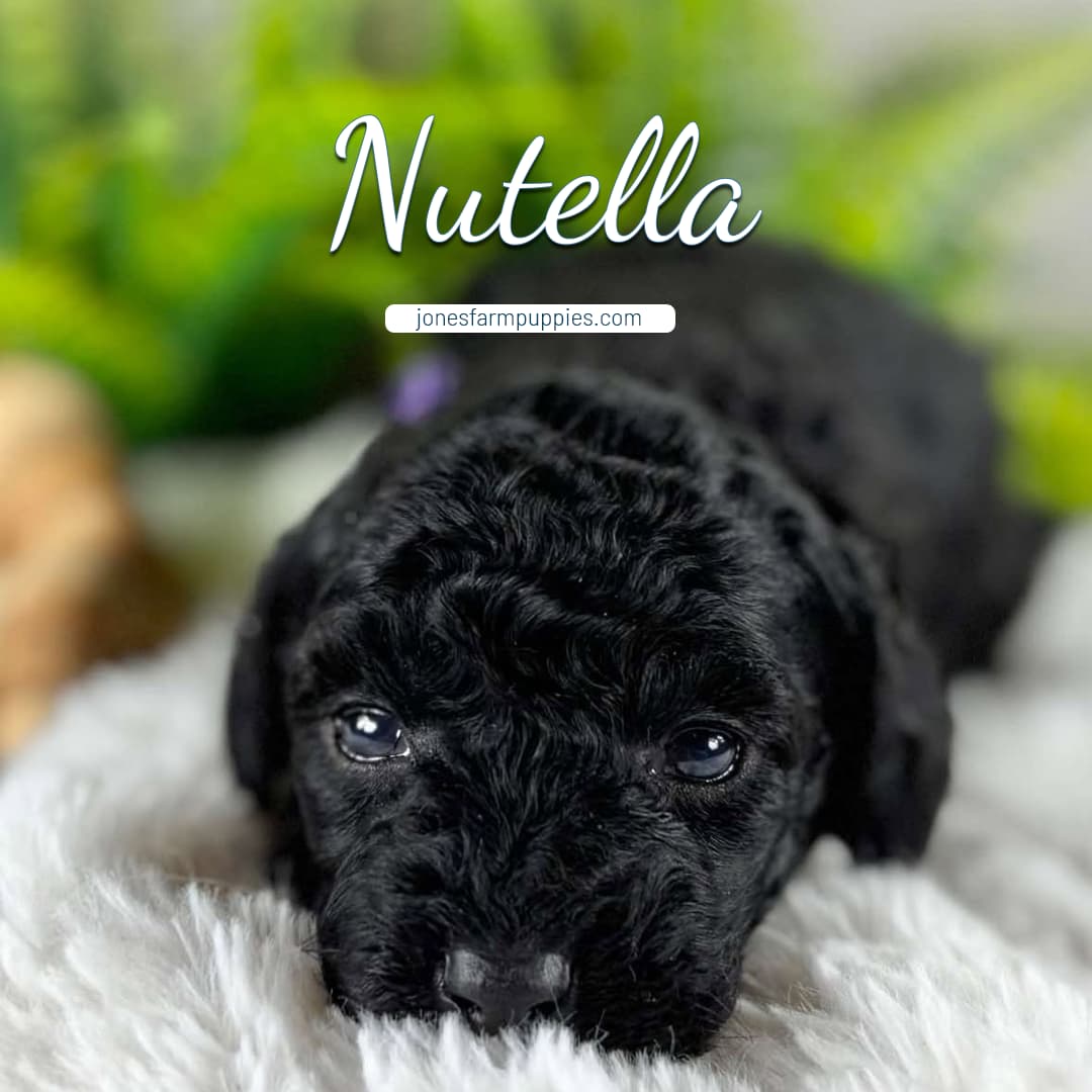 A black cavapoo puppy lies on a white blanket, looking adorable and cozy.