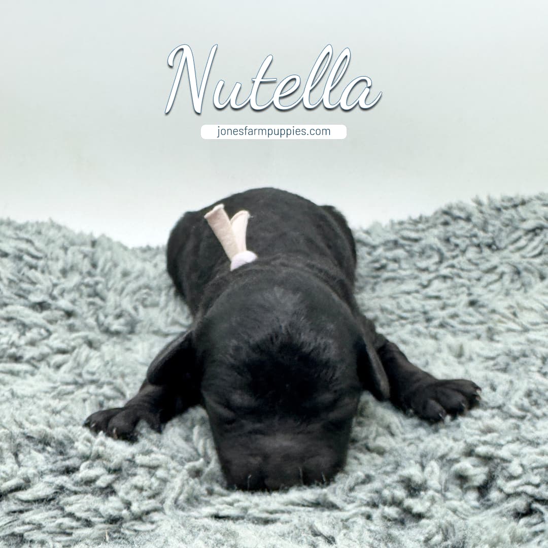 nutella A small black cavapoo puppy named Nutella lies on a soft, gray textured blanket. The puppy has a light-colored collar and rests its head and paws on the blanket. Text above reads “Nutella.”.