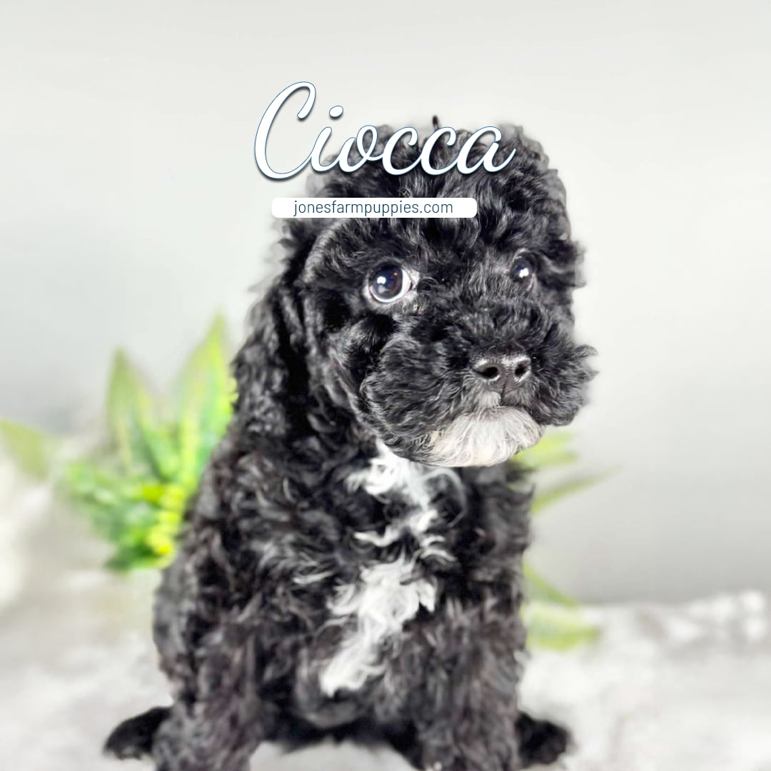 A curly black and white Cavapoo puppy sits on a soft surface with green plants in the background. The text Ciocca and jonesfarmpuppies.com appear above the puppy's head, highlighting adorable Cavapoo Puppies For Sale.