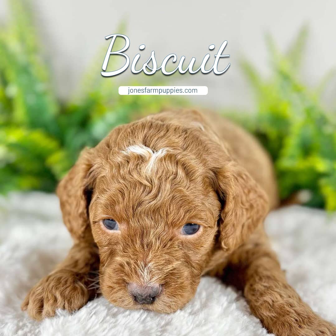 A small, curly-haired brown puppy named Biscuit lies on a soft white surface with green plants in the background. The text Biscuit and jonesfarmpuppies.com appear above the puppy, highlighting adorable Cavapoo Puppies For Sale.