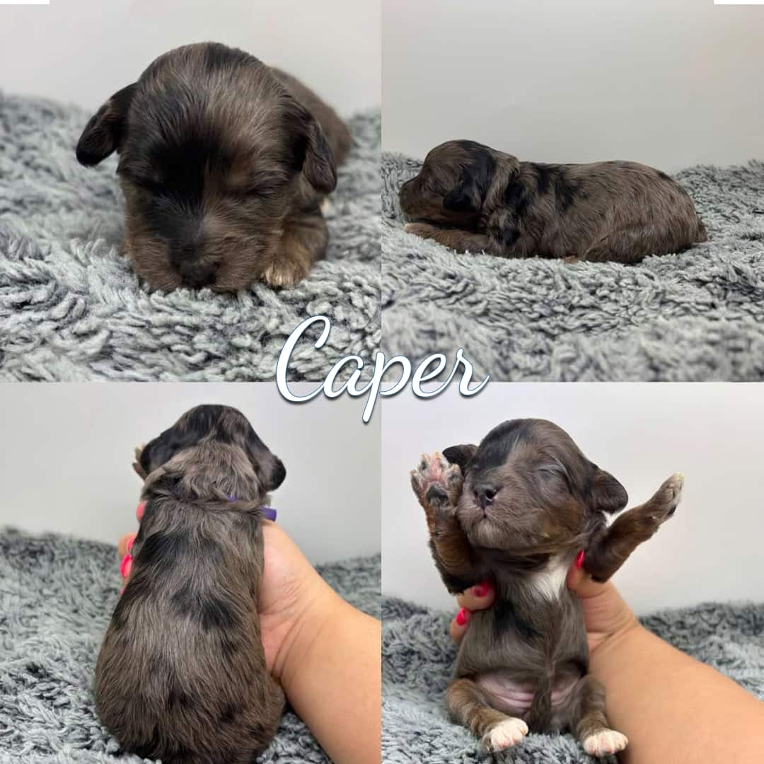 A collage of four photos shows a small, dark brown Cavapoo puppy named Caper on a gray fuzzy blanket, including close-ups from the front, back, side, and with paws raised while being gently held—perfect for those seeking Cavapoo Puppies For Sale.
