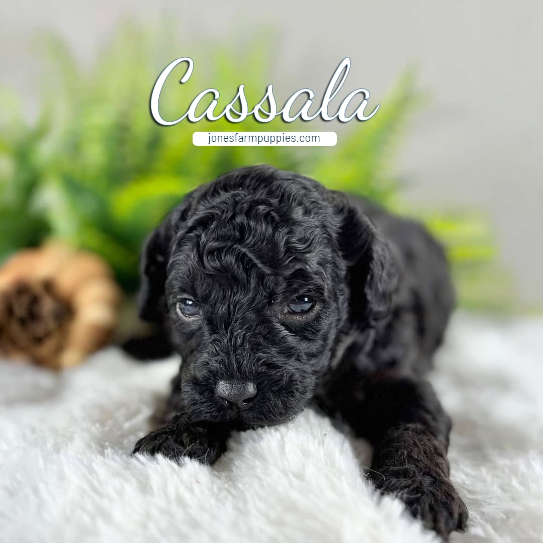 A small, curly-haired black Cavapoo puppy lies on a fluffy white blanket with greenery in the background. Text above the puppy reads “Cassala” and “jonesfarmpuppies.com”—your spot for Cavapoo Puppies For Sale.