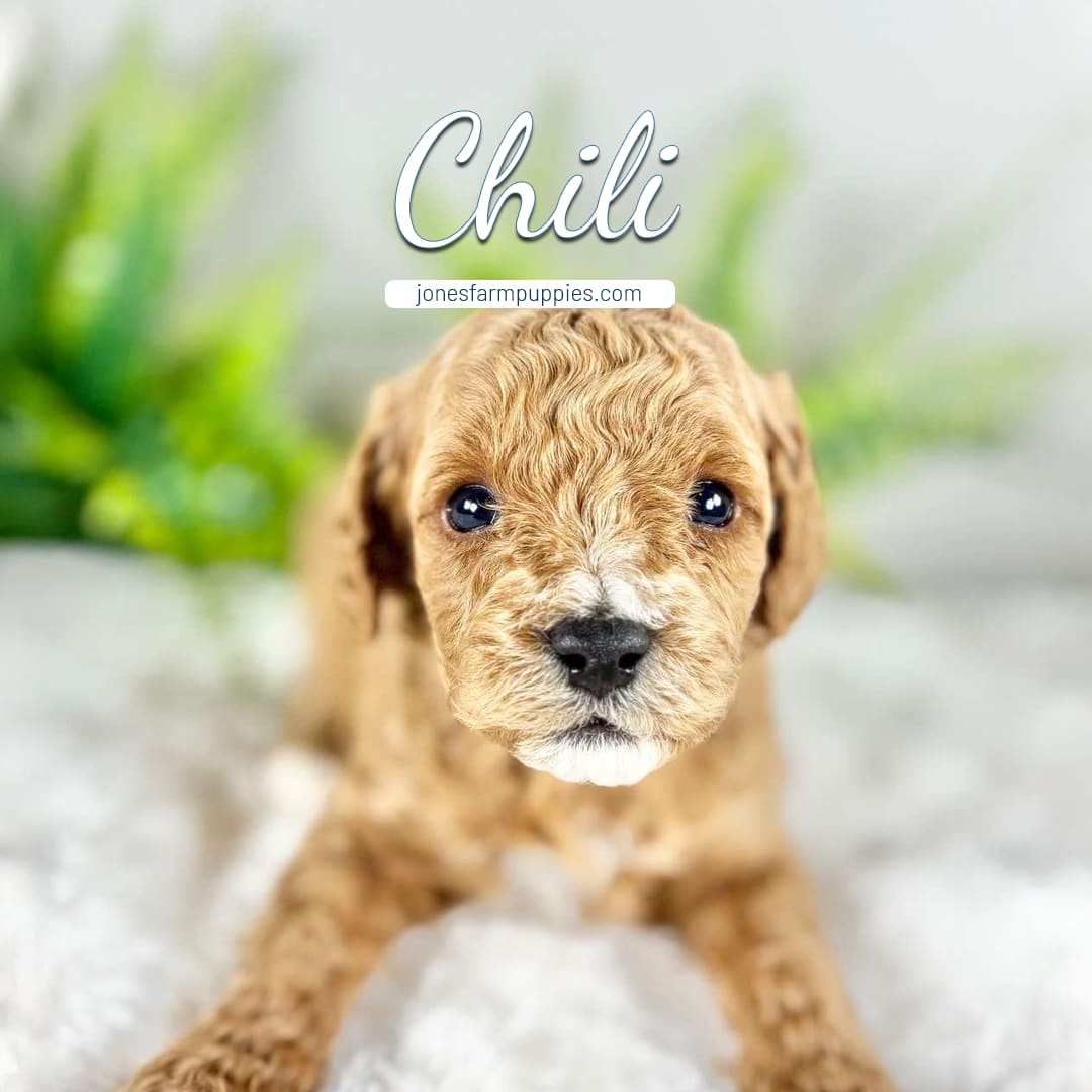 A curly-haired tan Cavapoo puppy with a white spot on its nose sits on a fluffy surface, looking at the camera. The words Chili, Cavapoo Puppies For Sale, and jonesfarmpuppies.com appear above. Blurred greenery is in the background.