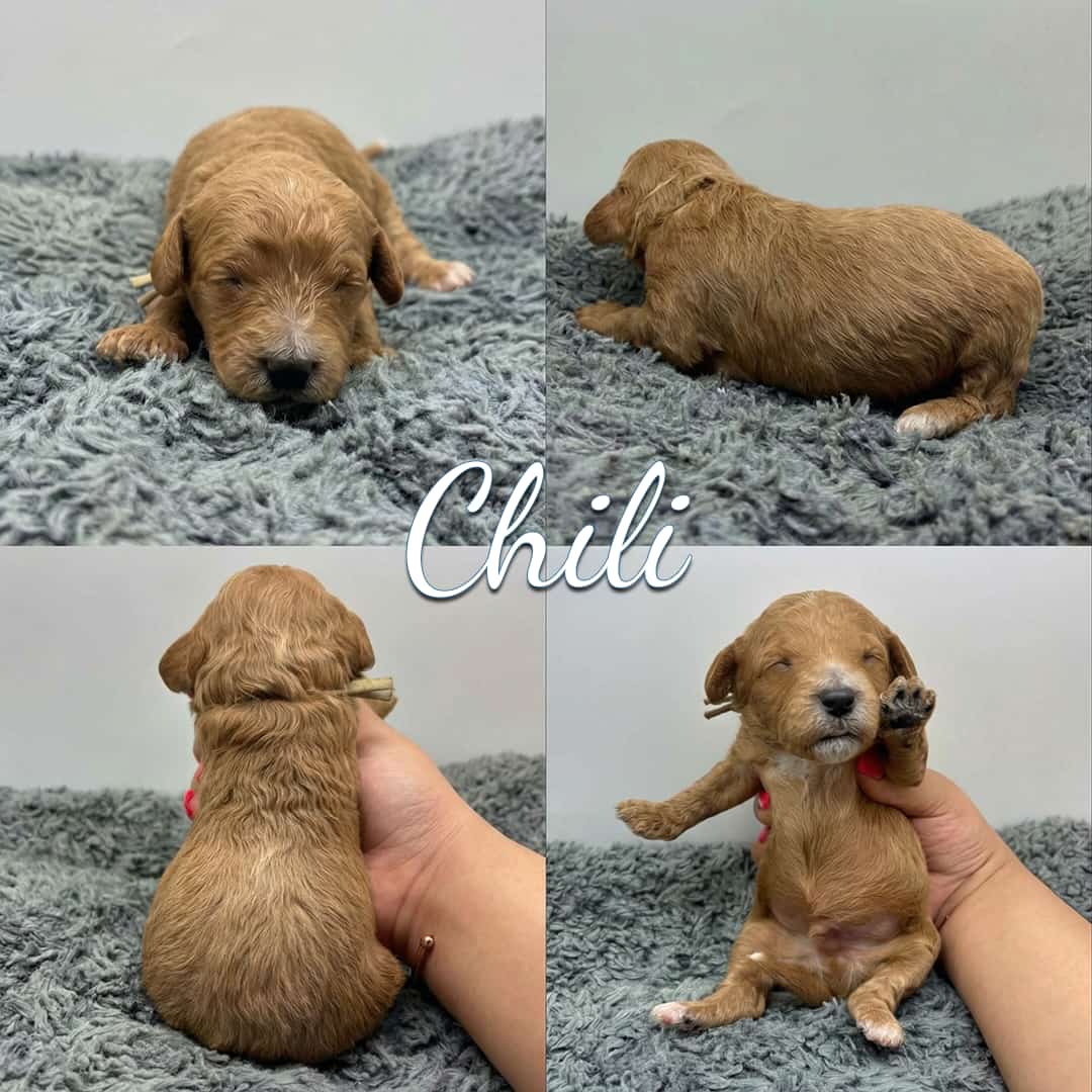 Four photos of a small, light brown Cavapoo puppy named Chili on a gray fuzzy blanket—front, side, and back views, plus one held up with a paw raised. "Chili" is written in the center. Perfect for those seeking Cavapoo Puppies For Sale.