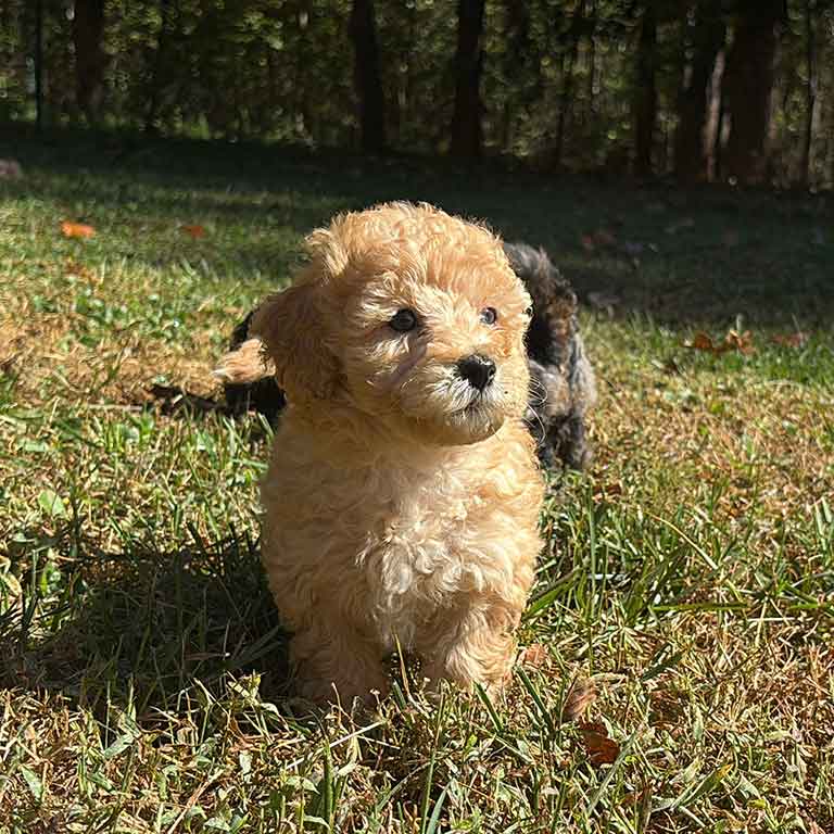A small, fluffy tan Cavapoo puppy sits on sunlit grass with trees and shade in the background. The curious puppy enjoys outdoor dog enrichment, while another darker dog is partially visible behind it.