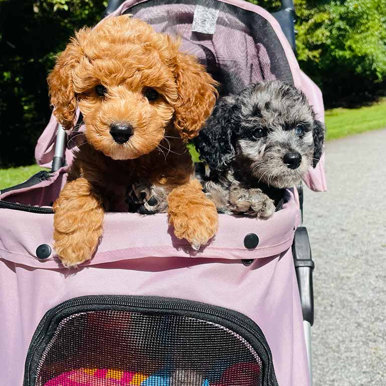 Two small puppies, one light brown and one gray with black spots, sit side by side in a pink pet stroller on a sunny day outdoors, enjoying some dog enrichment and fresh air together.