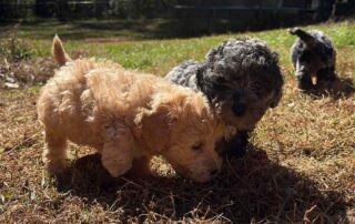 Three small, curly-haired puppies enjoy dog enrichment as they explore a grassy yard in sunlight. Two sniff the ground close together—one light tan, one black—while a third black puppy wanders away in the background.