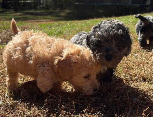 Dog Enrichment Ideas for Busy Owners: Keep Your Dog Mentally Sharp