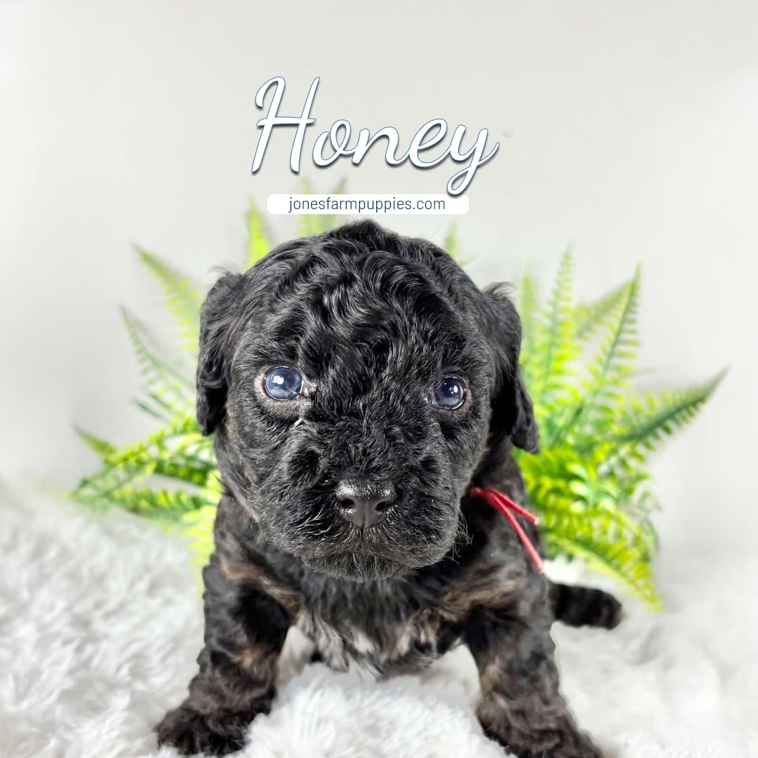 A curly-haired black Cavapoo puppy sits on a fluffy white surface with green ferns in the background. The name Honey and jonesfarmpuppies.com, where you’ll find Cavapoo Puppies For Sale, are written above in stylish text.